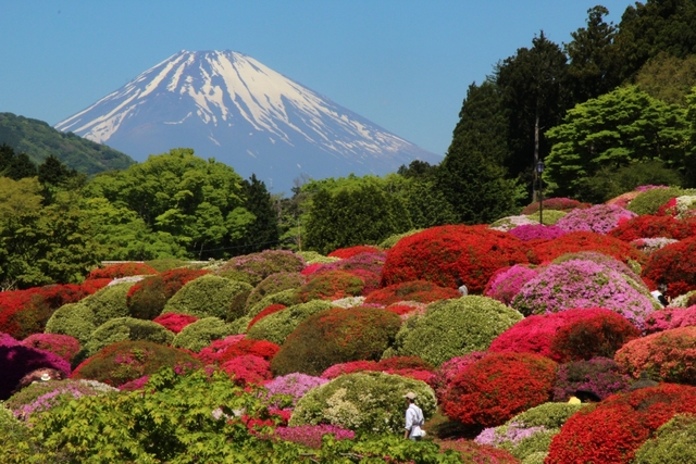 「山のホテル」のつつじ / 神奈川県