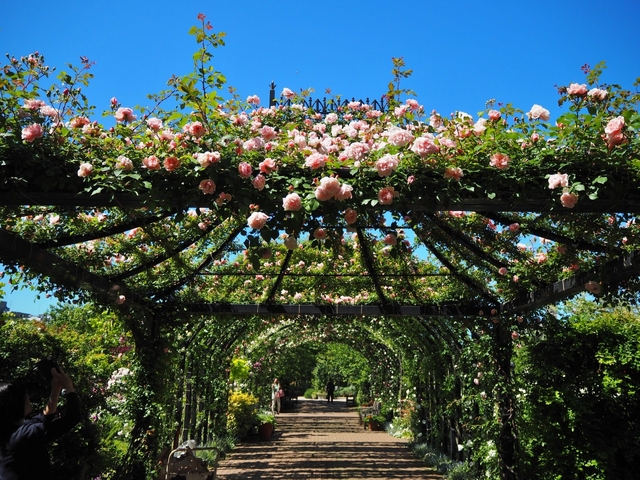 「横浜イングリッシュガーデン」のバラ / 神奈川県
