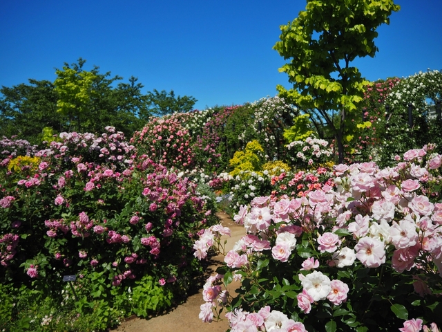 「横浜イングリッシュガーデン」のバラ / 神奈川県