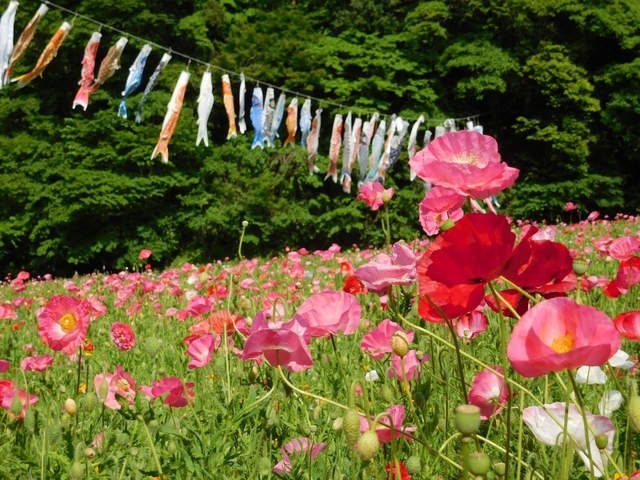 「くりはま花の国」のポピー / 神奈川