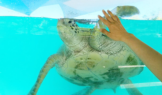 ラグーン水族館
