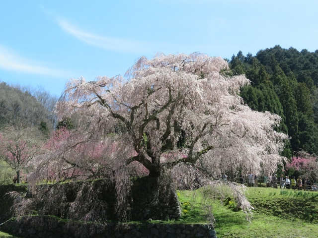 本郷の滝桜 又兵衛桜 / 奈良