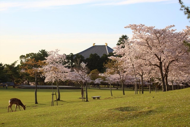 奈良公園 / 奈良