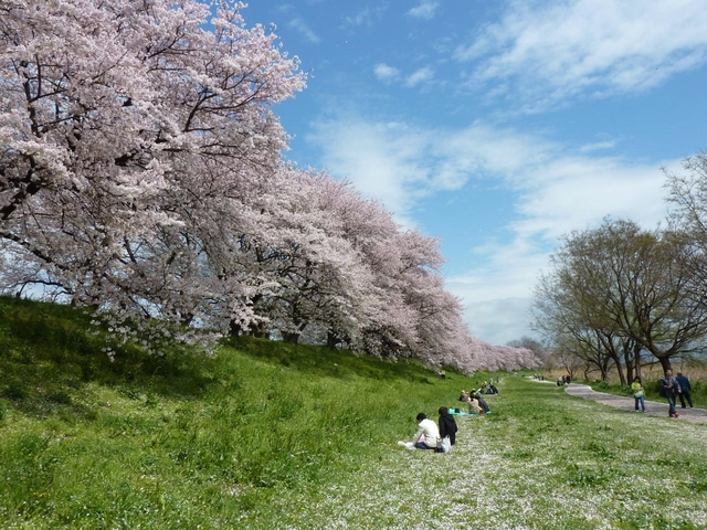 淀川河川公園背割堤地区 / 京都