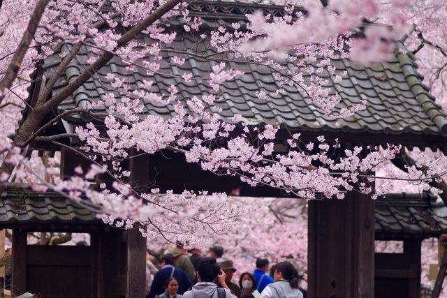 大分川沿いの桜並木 / 大分