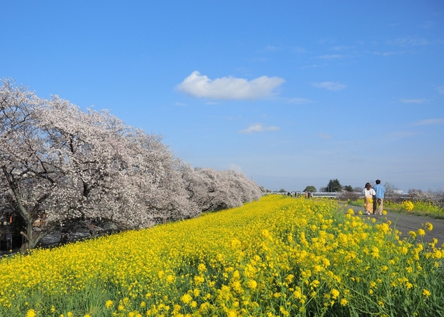 熊谷桜堤 / 埼玉