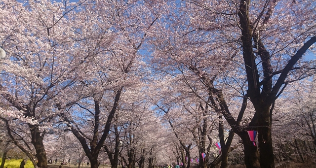 赤城南面千本桜 / 群馬