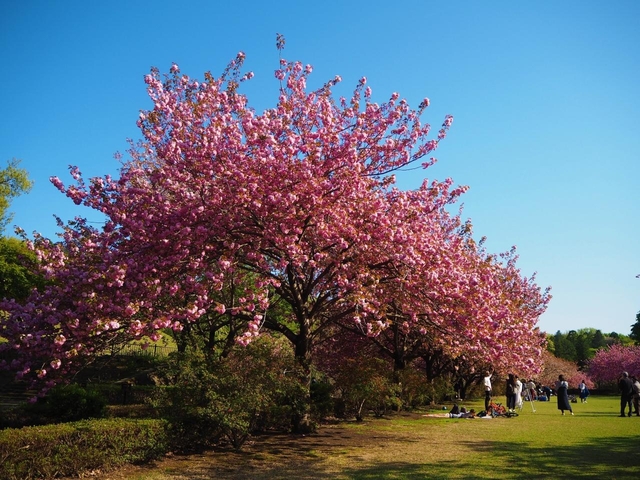 天平の丘公園 / 栃木
