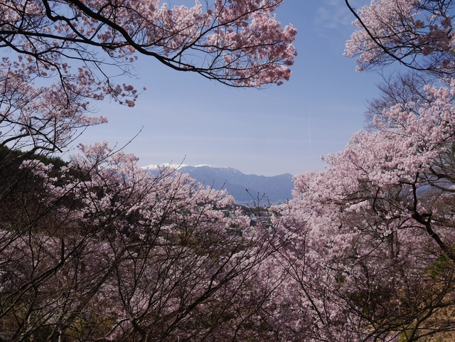 高遠城址公園 / 長野