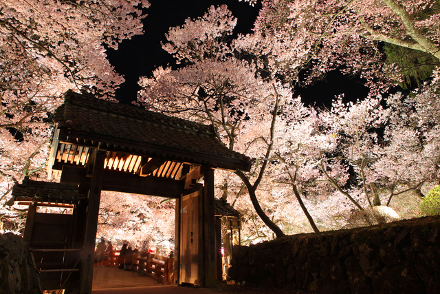高遠城址公園 / 長野