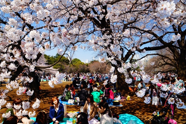 新宿御苑 / 東京