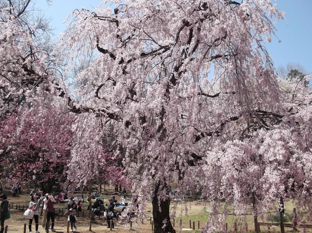 県立三ツ池公園 / 神奈川