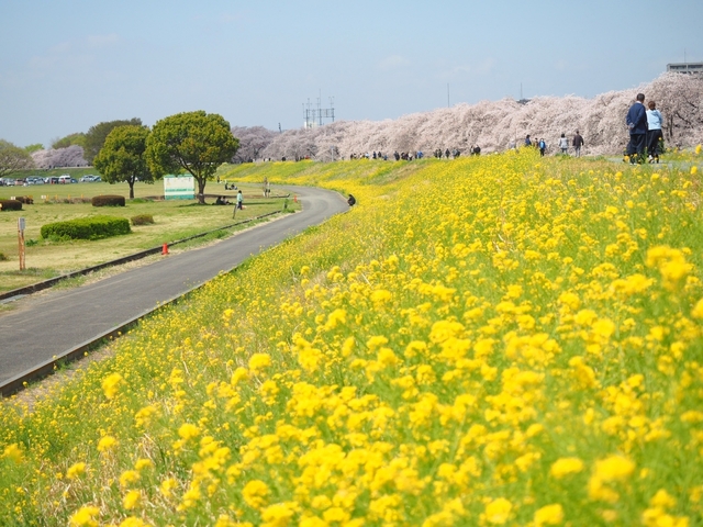 熊谷桜堤 / 埼玉