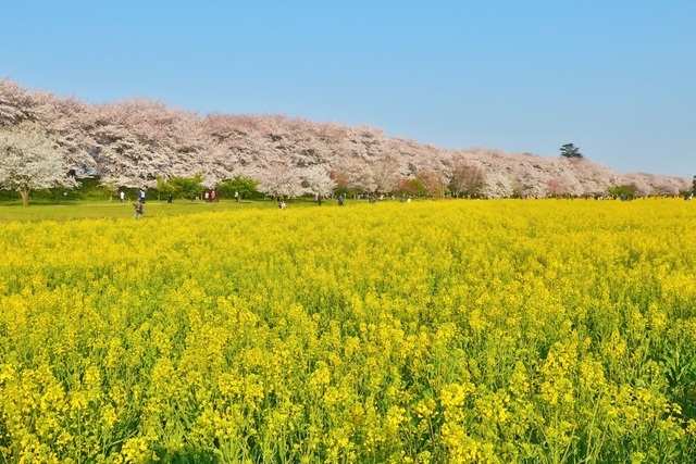 幸手権現堂桜堤 / 埼玉