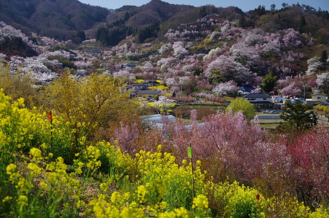 花見山公園 / 福島