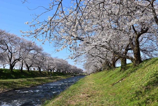 あさひ舟川 春の四重奏 / 富山