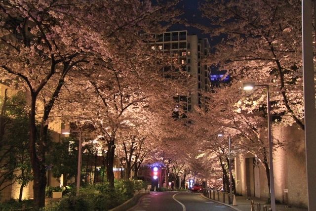 六本木さくら坂・六本木ヒルズ