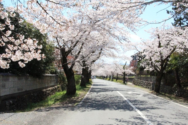 長瀞桜並木 / 埼玉