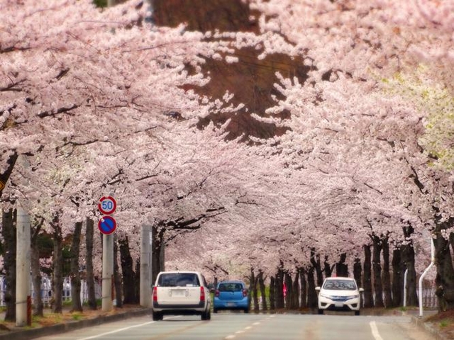  馬見ヶ崎さくらライン / 山形