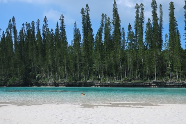 ピッシンヌ ナチュレル