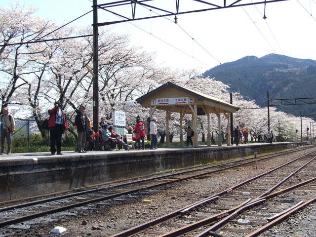 大井川鐵道の桜トンネル / 静岡