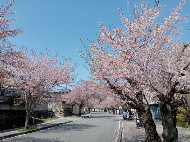 長瀞桜並木 / 埼玉