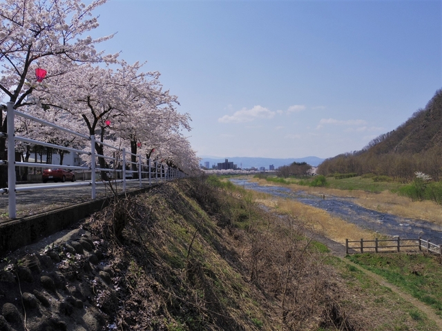 馬見ヶ崎さくらライン / 山形