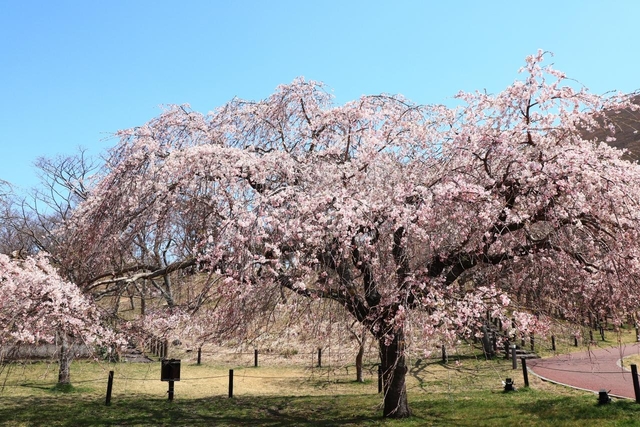 伊豆高原桜並木 / 静岡