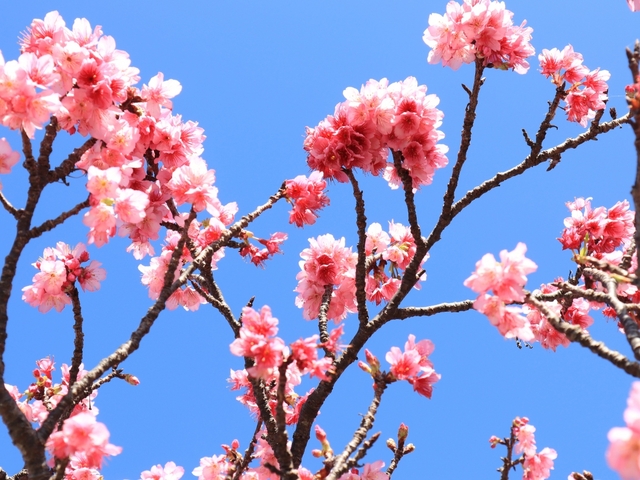 1. 今帰仁城跡 / 沖縄県