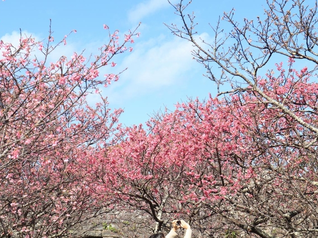 1. 今帰仁城跡 / 沖縄県