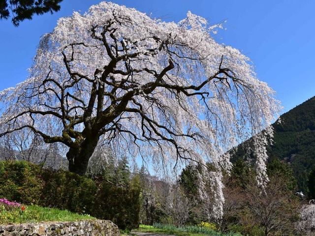 2. 中越家のしだれ桜 / 高知県