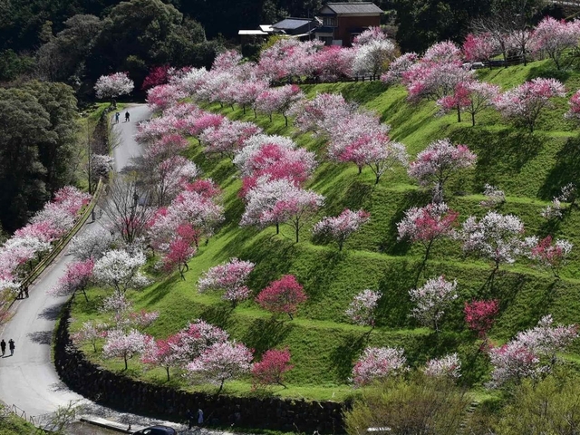 2. 中越家のしだれ桜 / 高知県