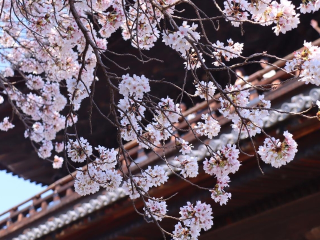 5. 南禅寺・東寺(教王護国寺) / 京都府