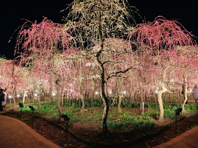 6. なばなの里 / 三重県