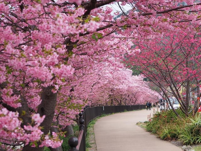 8. 河津桜まつり / 静岡県