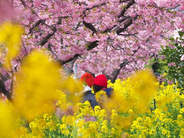 8. 河津桜まつり / 静岡県