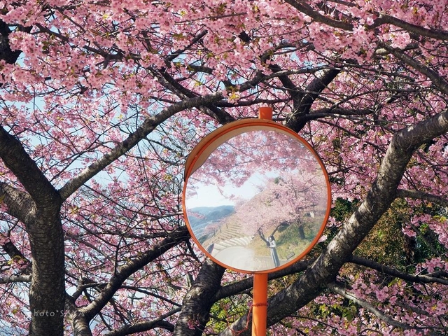 1. 今帰仁城跡 / 沖縄県