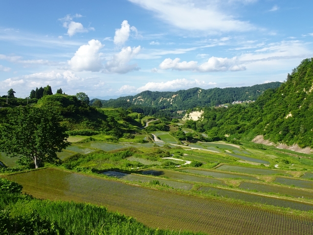 四ヶ村(しかむら)の棚田