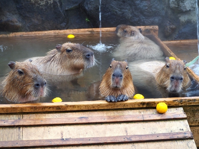 那須どうぶつ王国