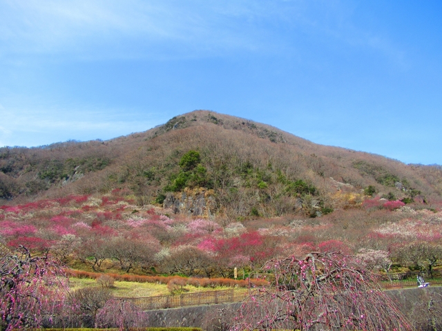 湯河原の梅林