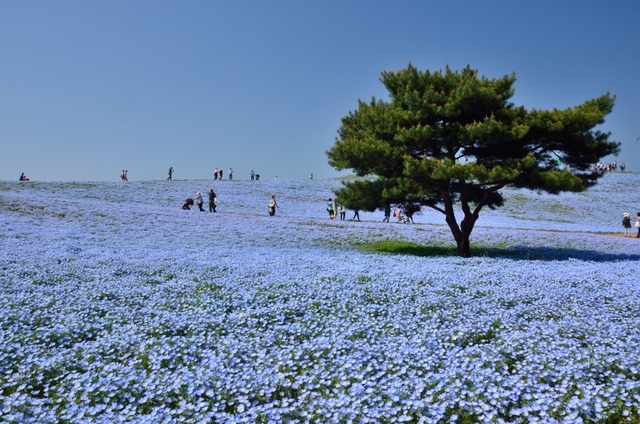 国営ひたち海浜公園