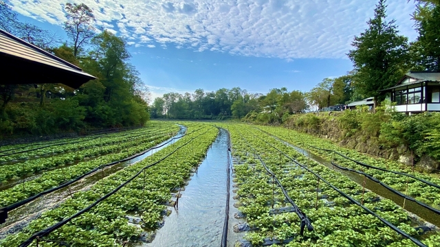 大王わさび農場
