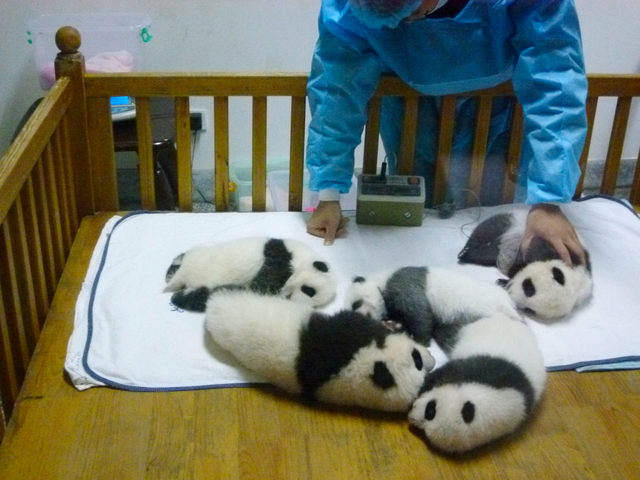 成都パンダ繁育研究基地