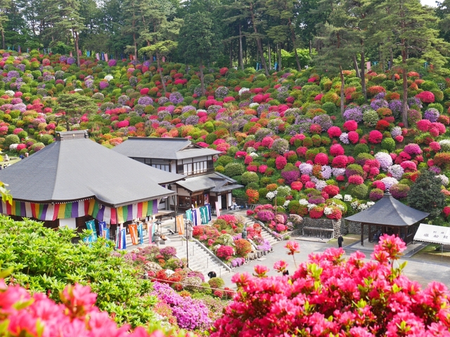 関東近郊の絶景花畑スポット 22年版 見ごろやイベントも紹介 トラベルマガジン