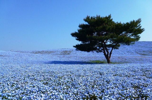 関東近郊の絶景花畑スポット 見ごろやイベントも紹介 トラベルマガジン