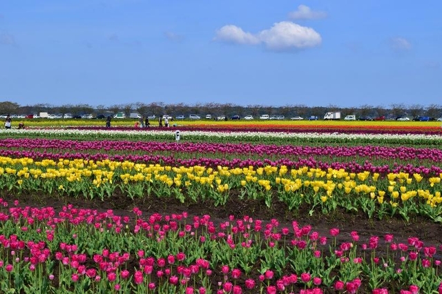 関東近郊の絶景花畑スポット 22年版 見ごろやイベントも紹介 トラベルマガジン