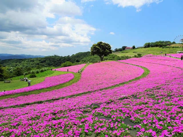 関東近郊の絶景花畑スポット 22年版 見ごろやイベントも紹介 トラベルマガジン