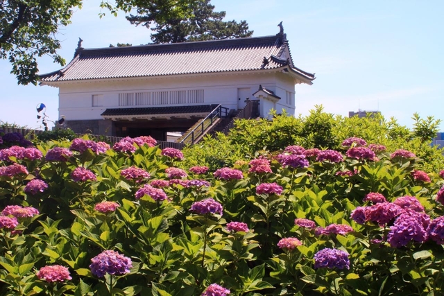 小田原城址公園