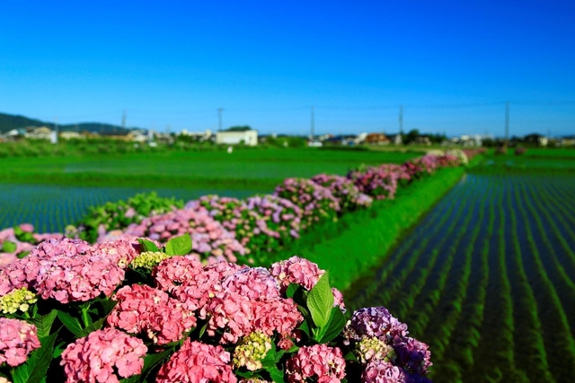 開成町あじさいまつり