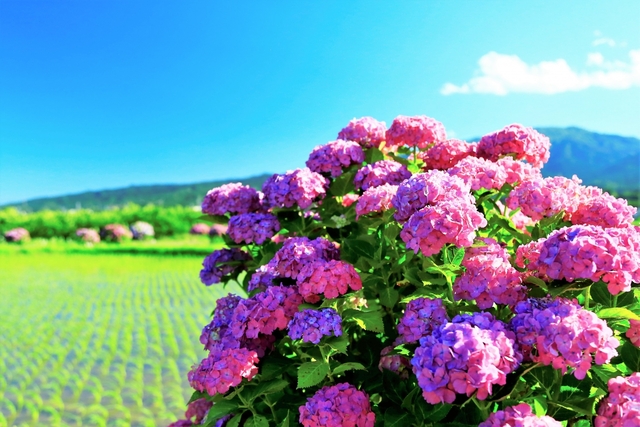 開成町あじさいまつり